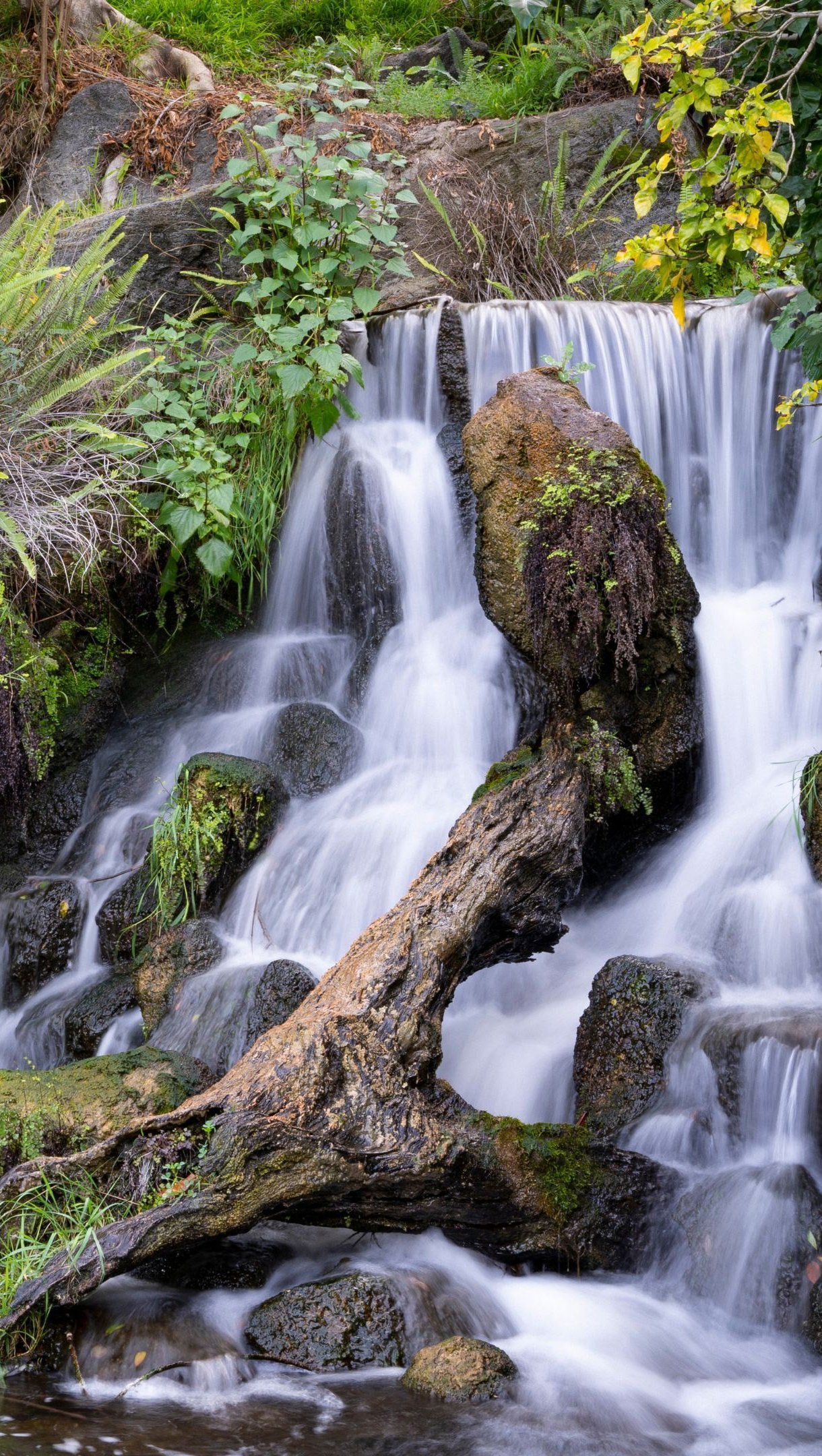 Cascada en el bosque