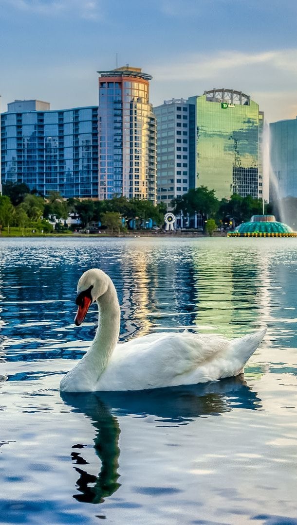 Cisne en lago en medio de ciudad