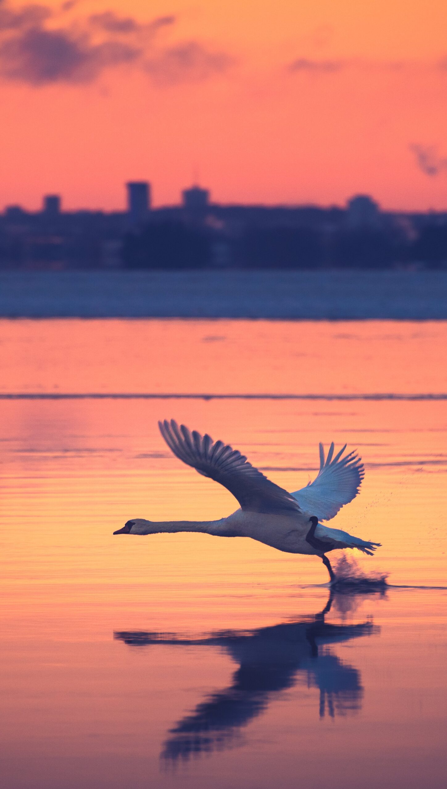 Cisne tratando de volar