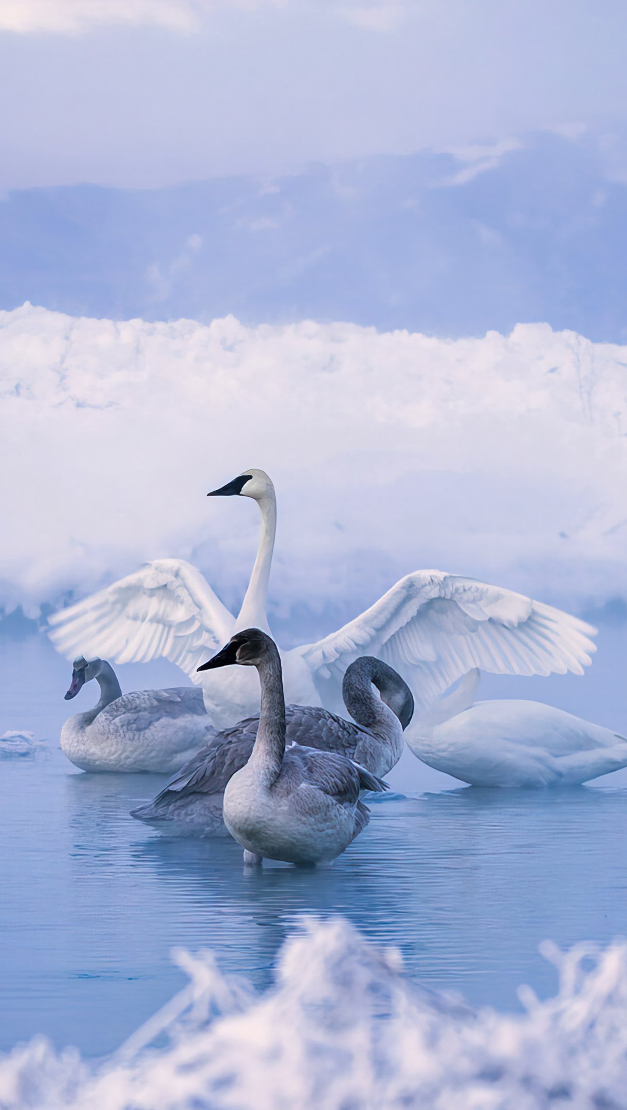 Cisnes en lago congelado