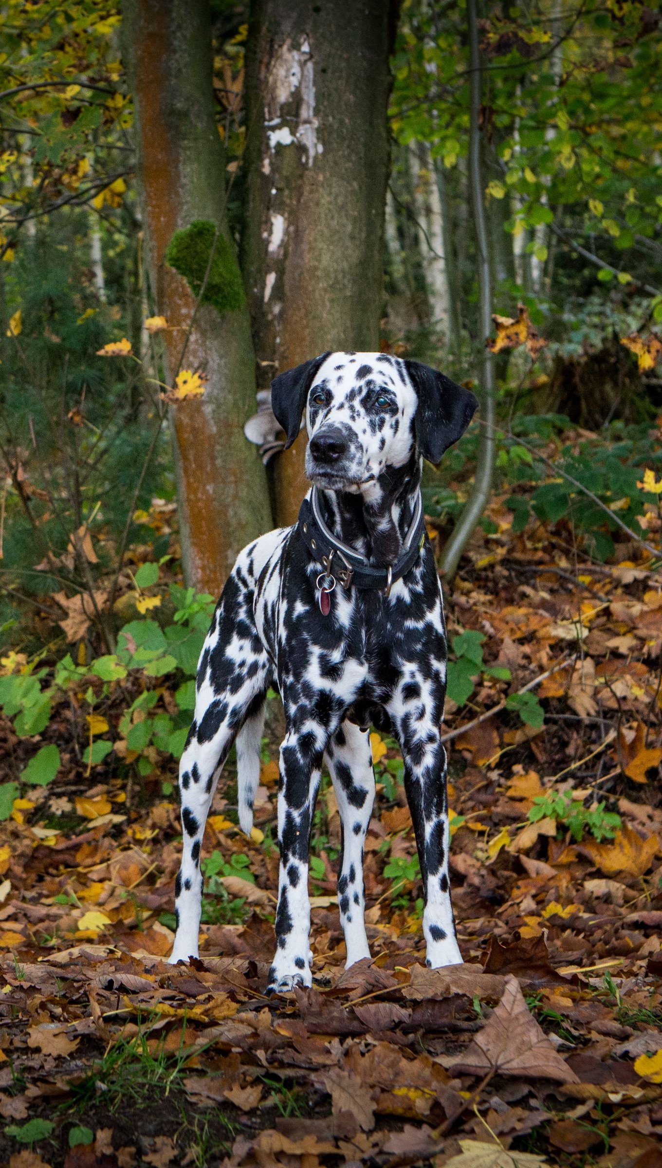 Dalmata en el bosque