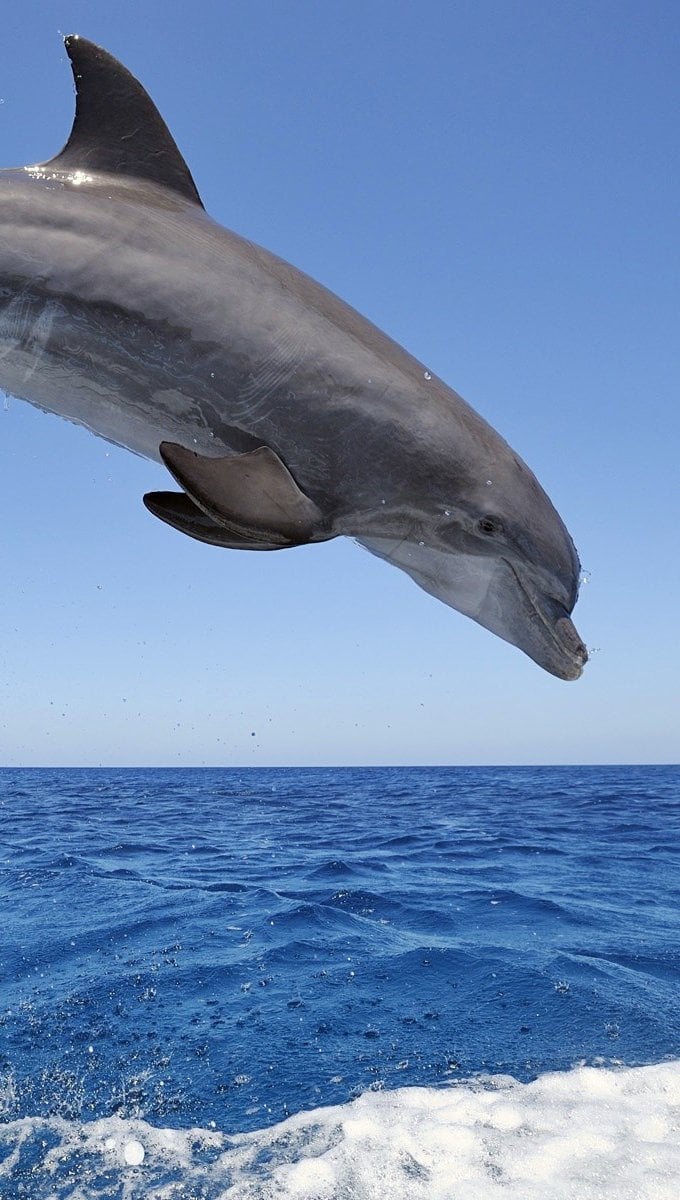 Delfines saltando del agua