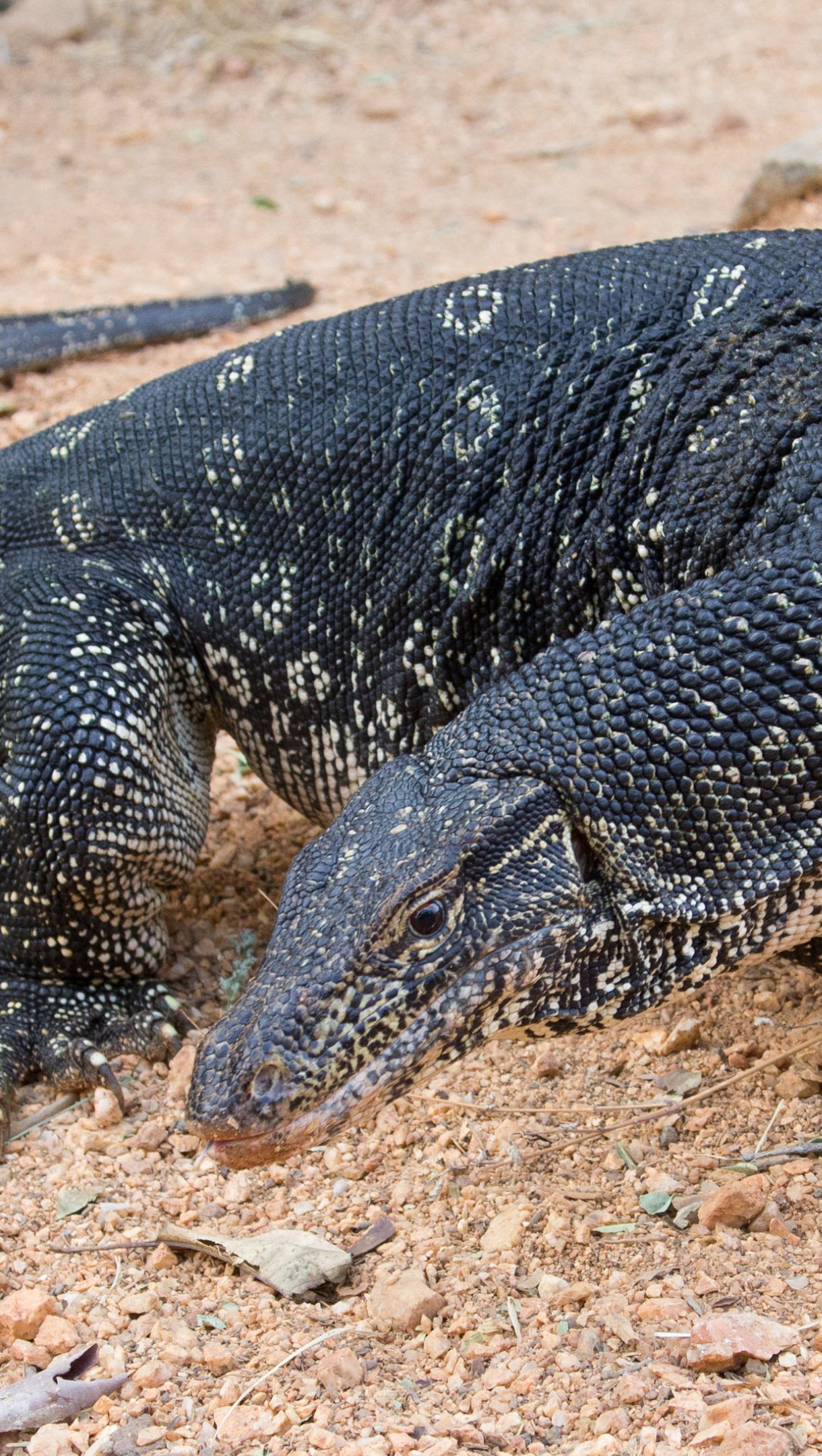 Dragón de Komodo