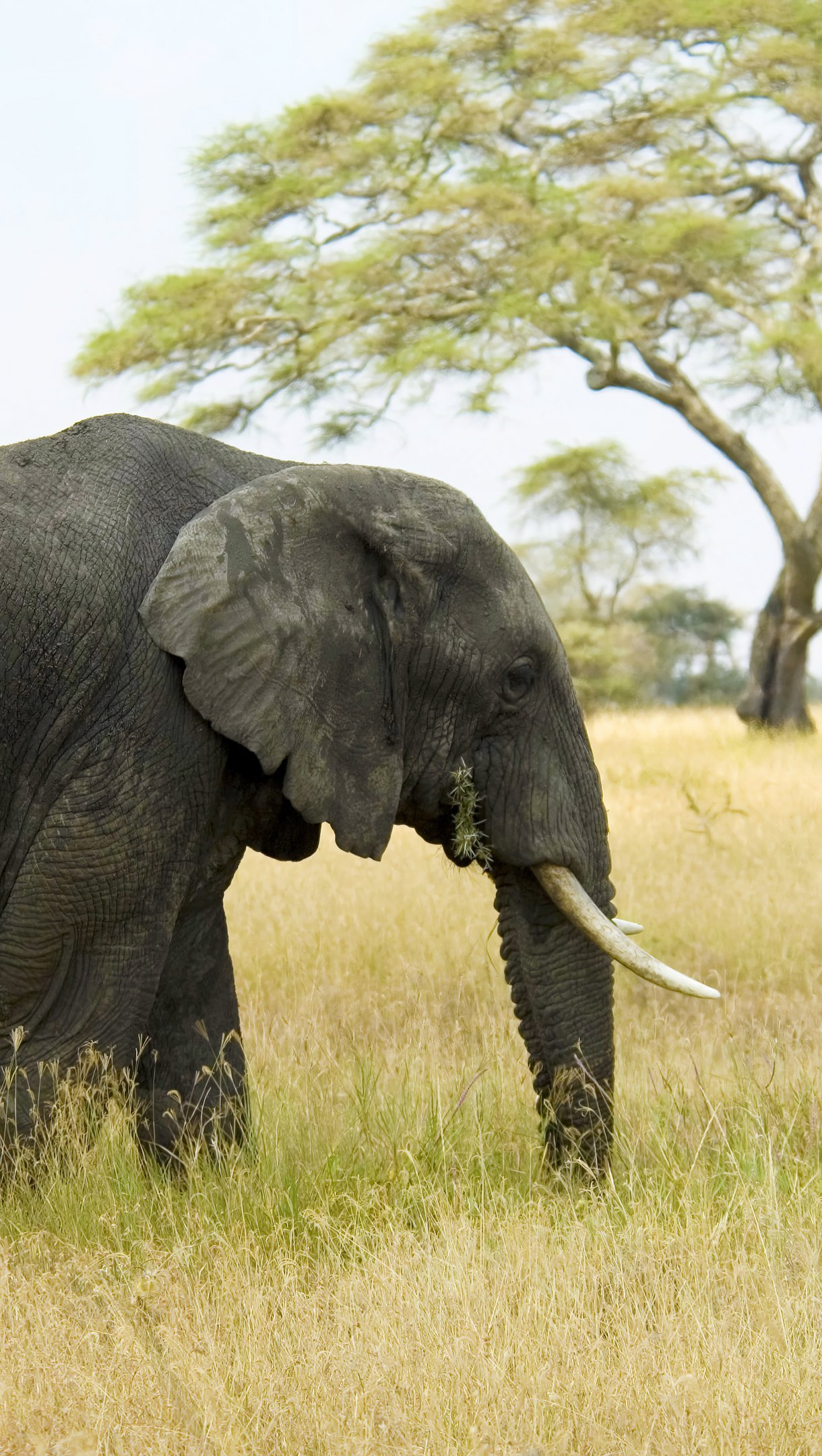 Elefante en la naturaleza