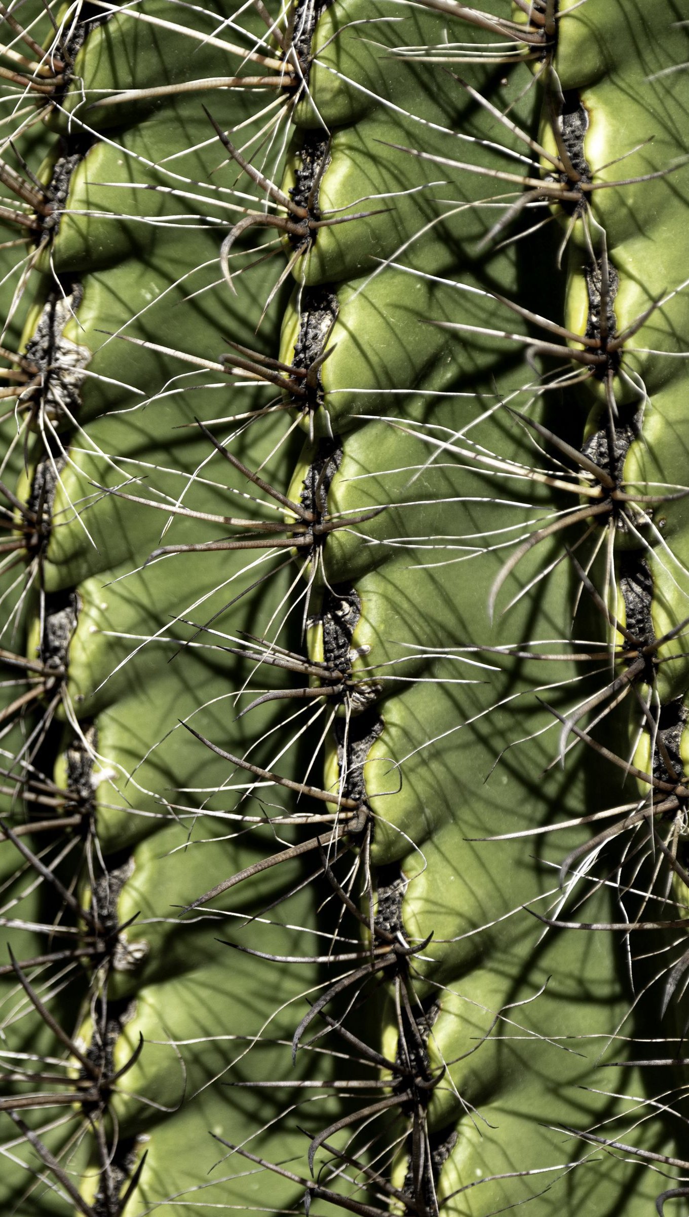 Espinas de cactus