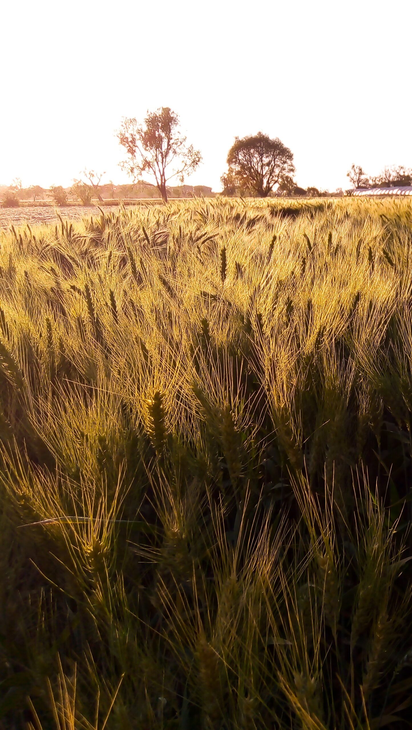 Estepa en atardecer