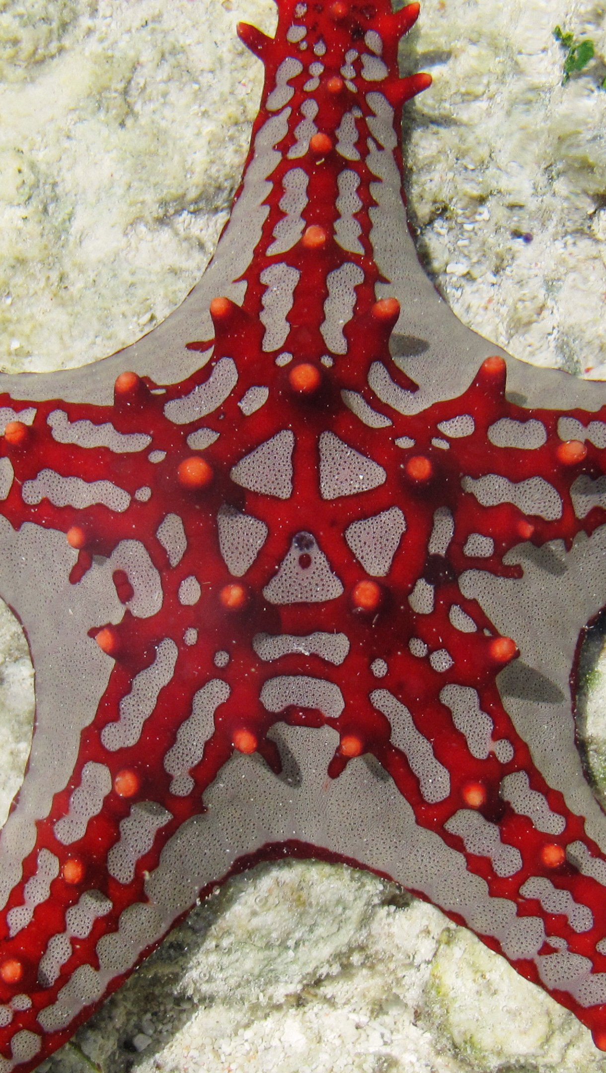 Estrella de mar