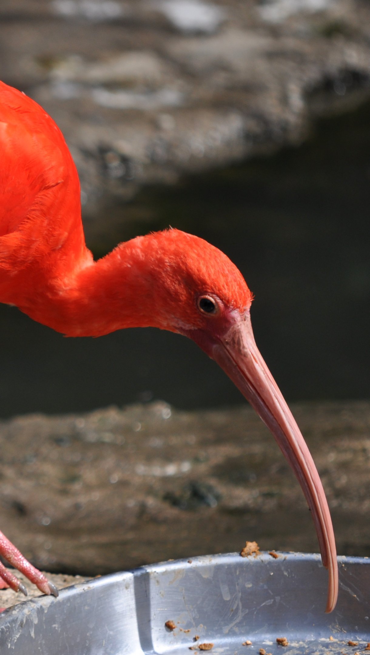 Eudocimus Ave roja