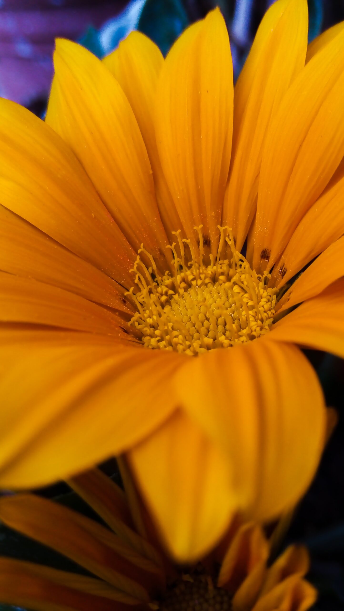 Flor De Gazania Amarilla