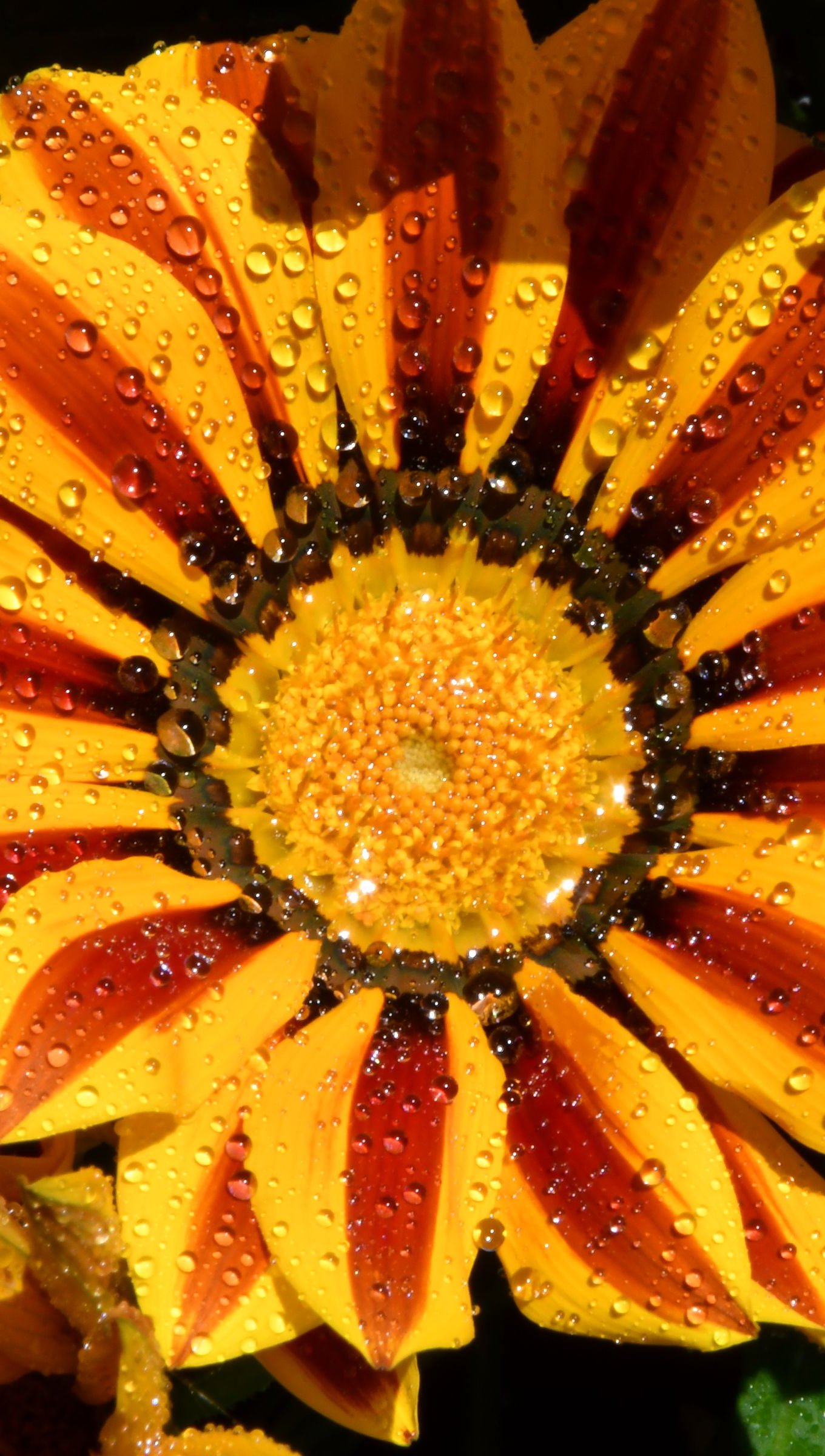 Flor Gazania