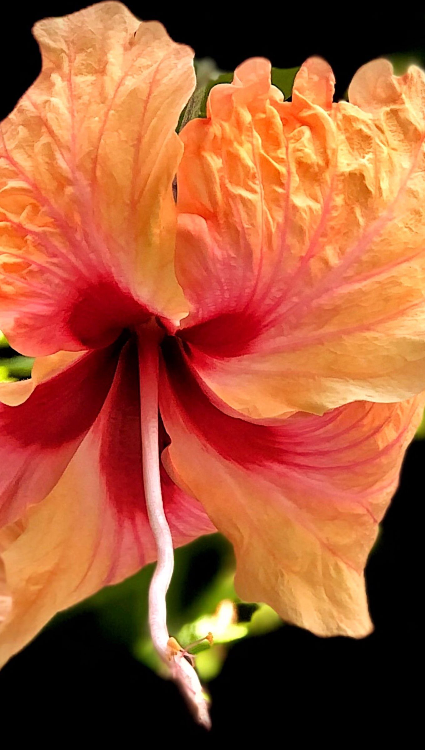 Flor Hibiscus