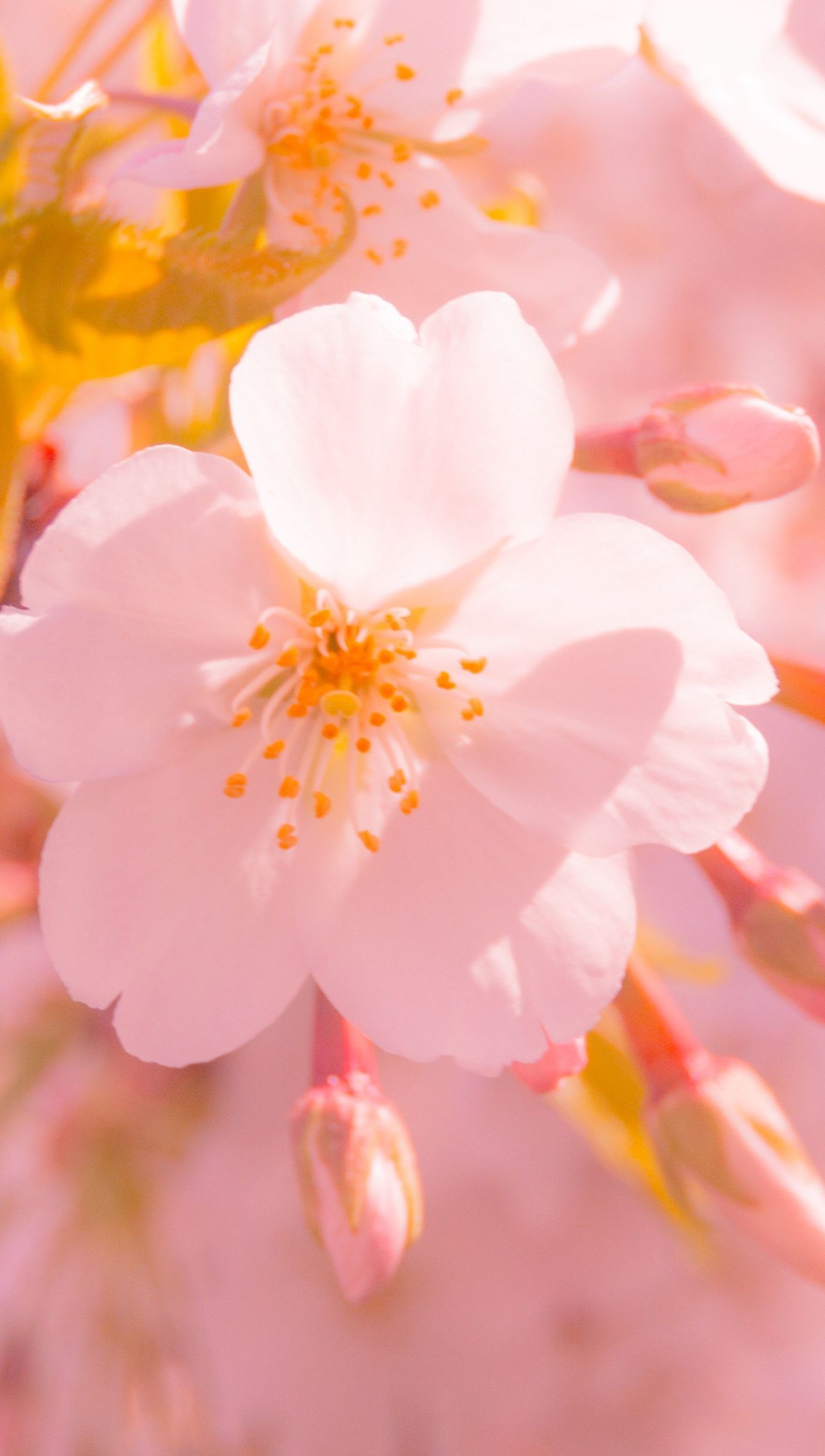 Flor Sakura a la luz del sol