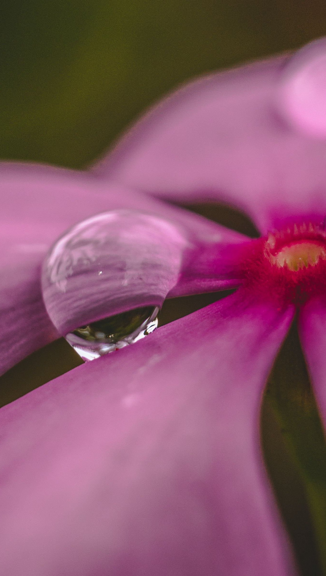 Flor con gotas de agua