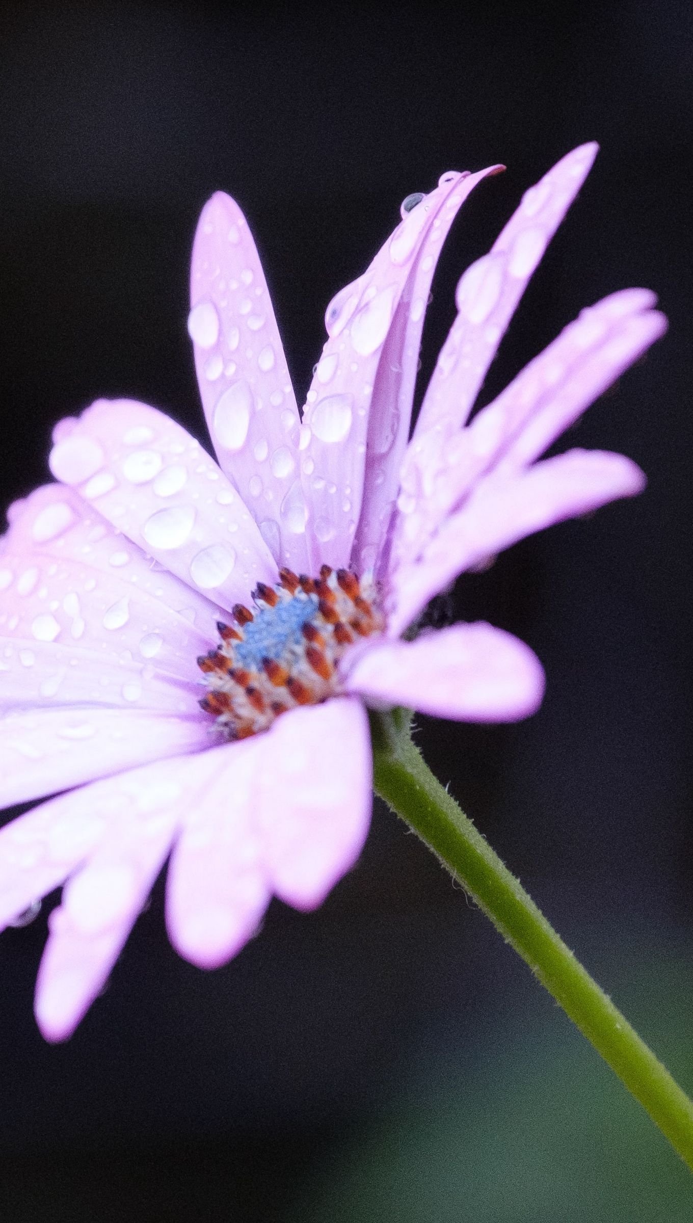 Flor con gotas de rocío