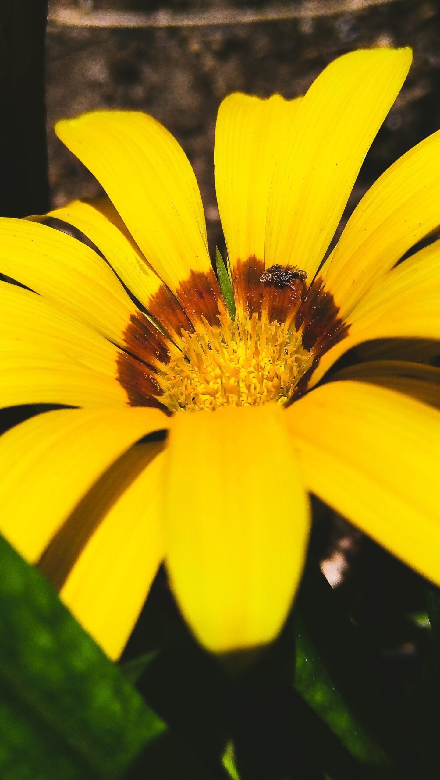 Flor de Gazania