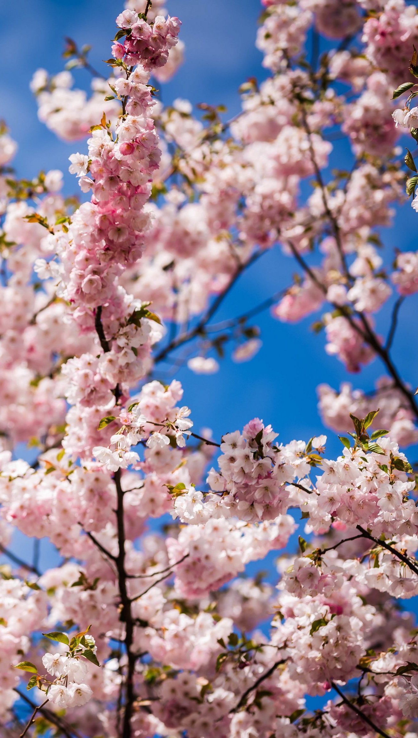 Flor de cerezo