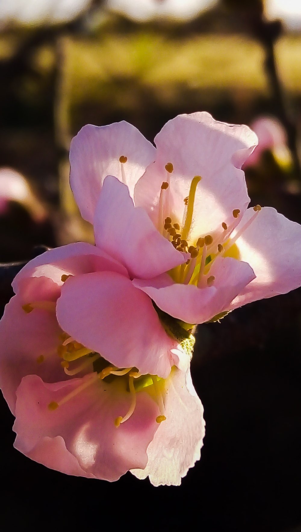 Flor de durazno