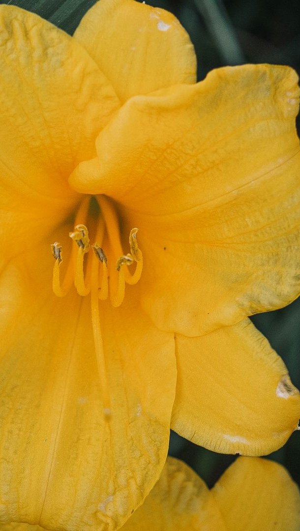 Flor hemerocallis