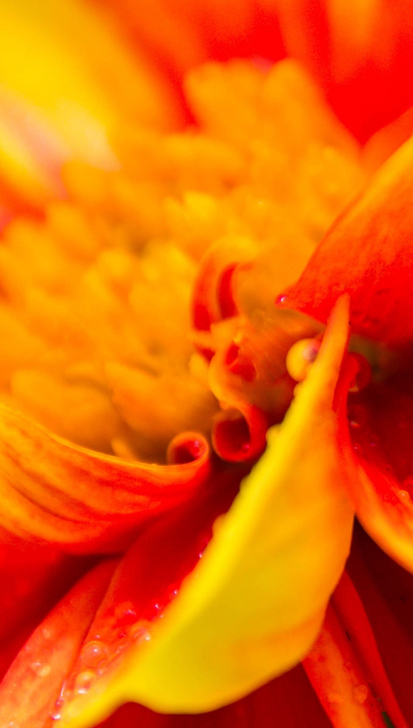 Flor naranja de cerca