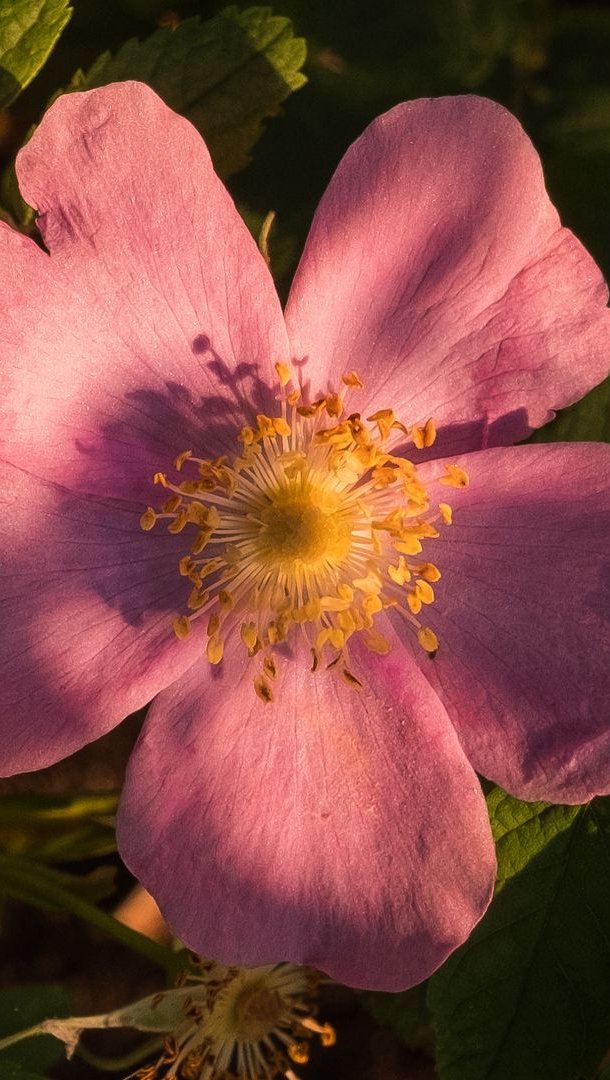 Flor rosa a la luz del sol