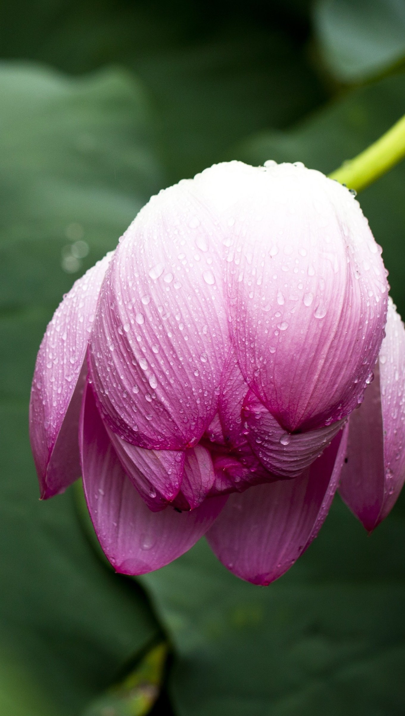 Flor rosa cayendo