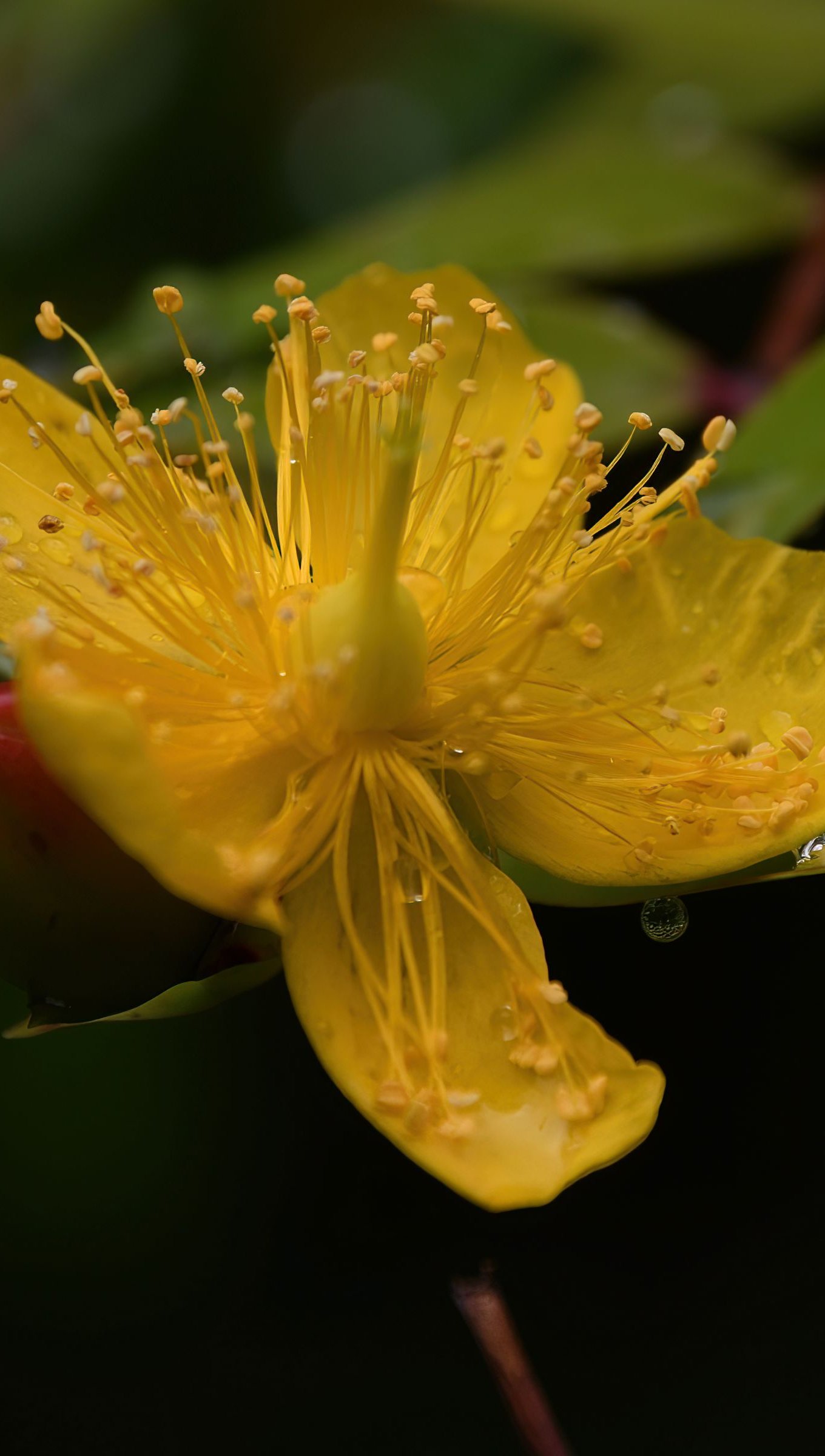 Flores Hipéricos