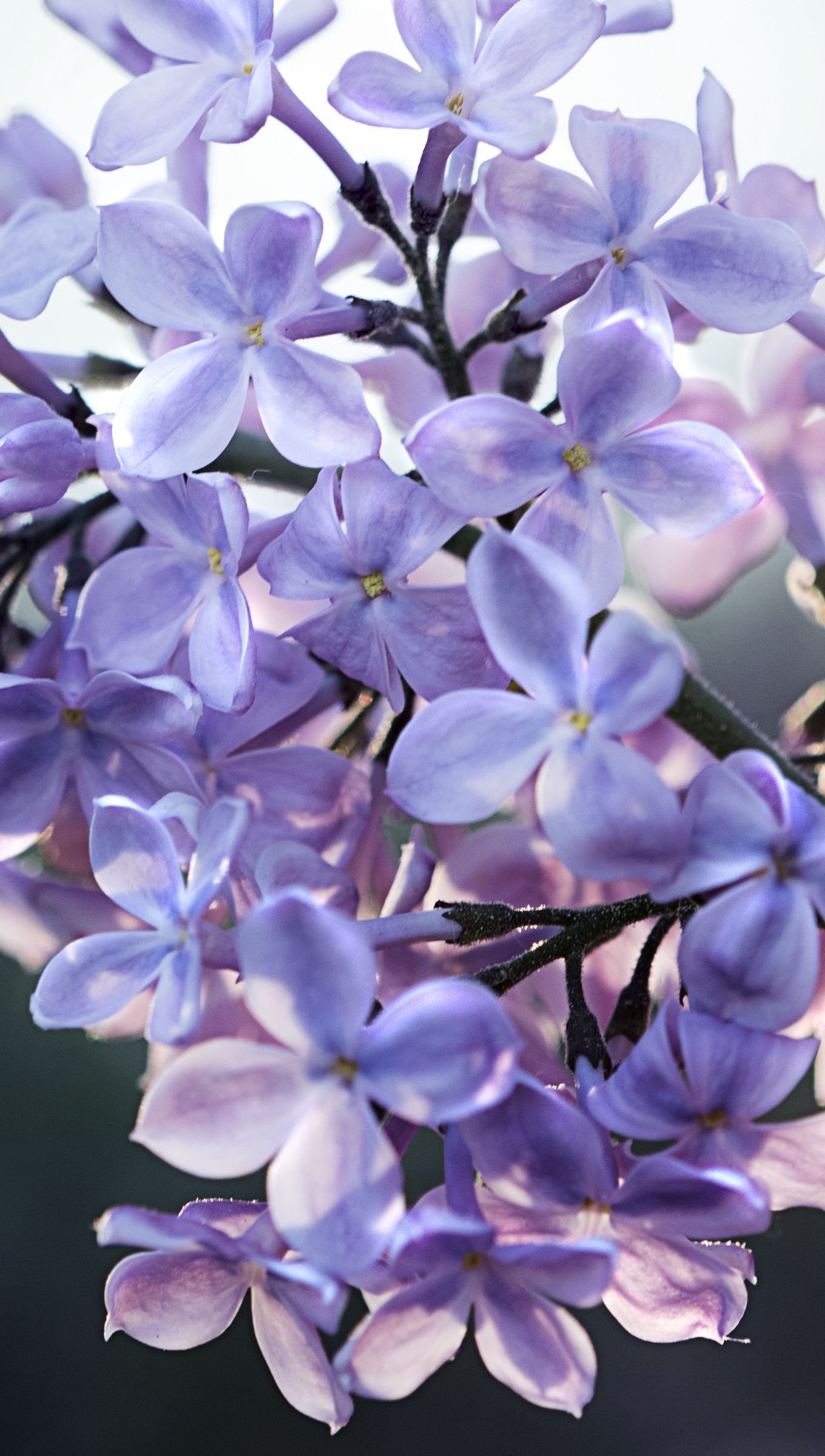 Flores Lilas