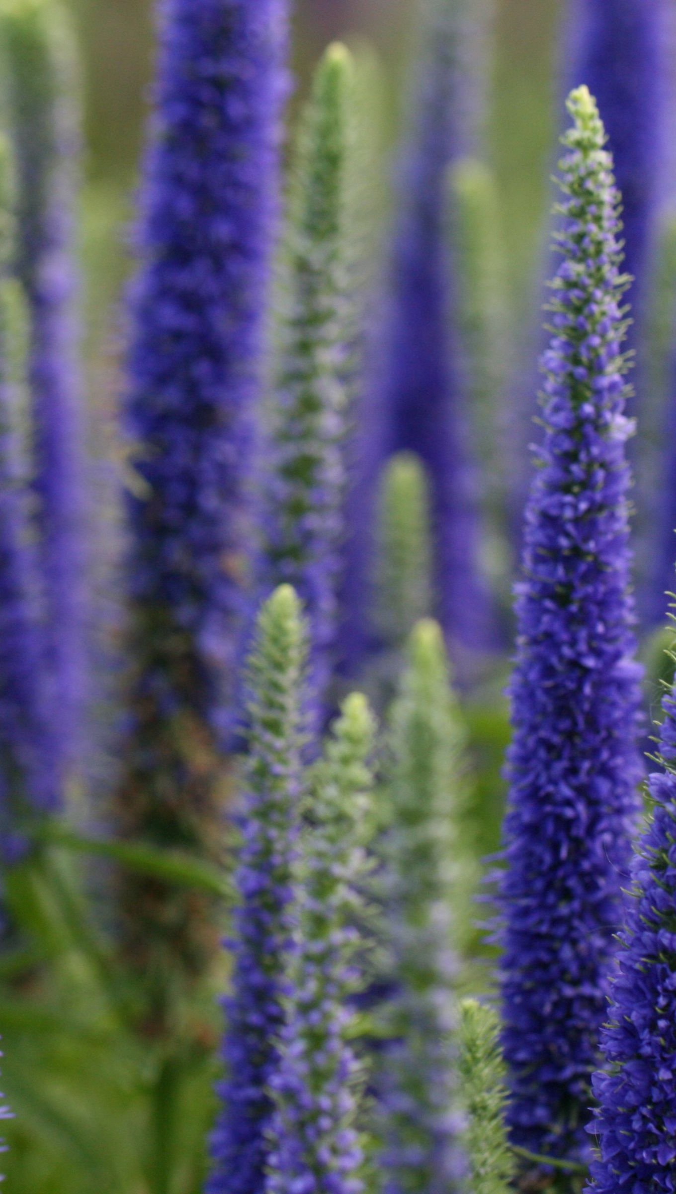 Flores Lupinos en campo