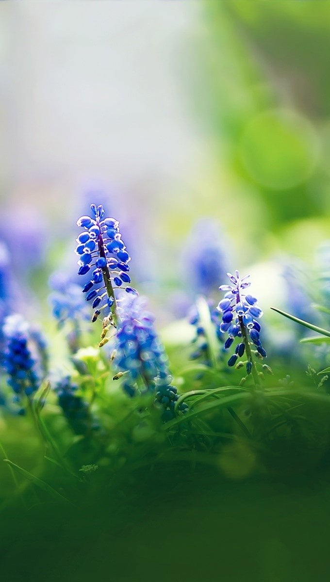 Flores Muscari