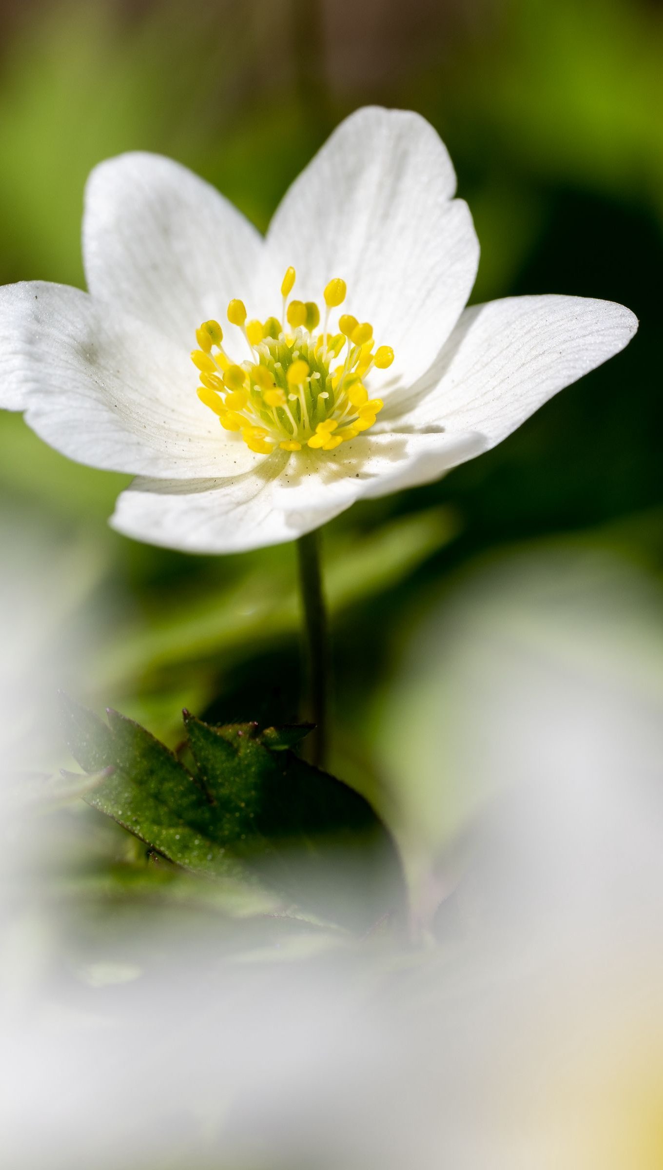 Flores anemonas