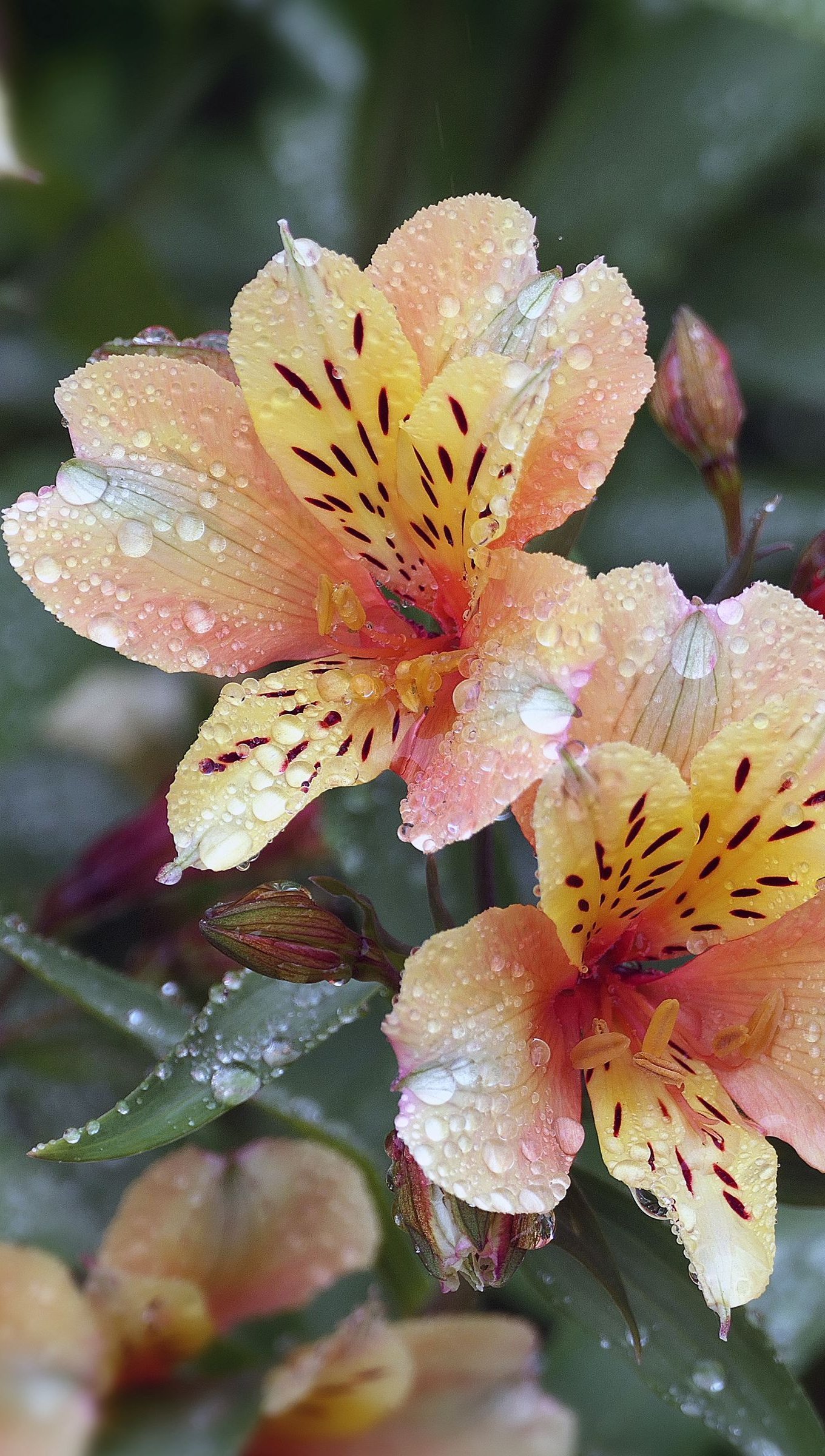 Flores con gotas de agua