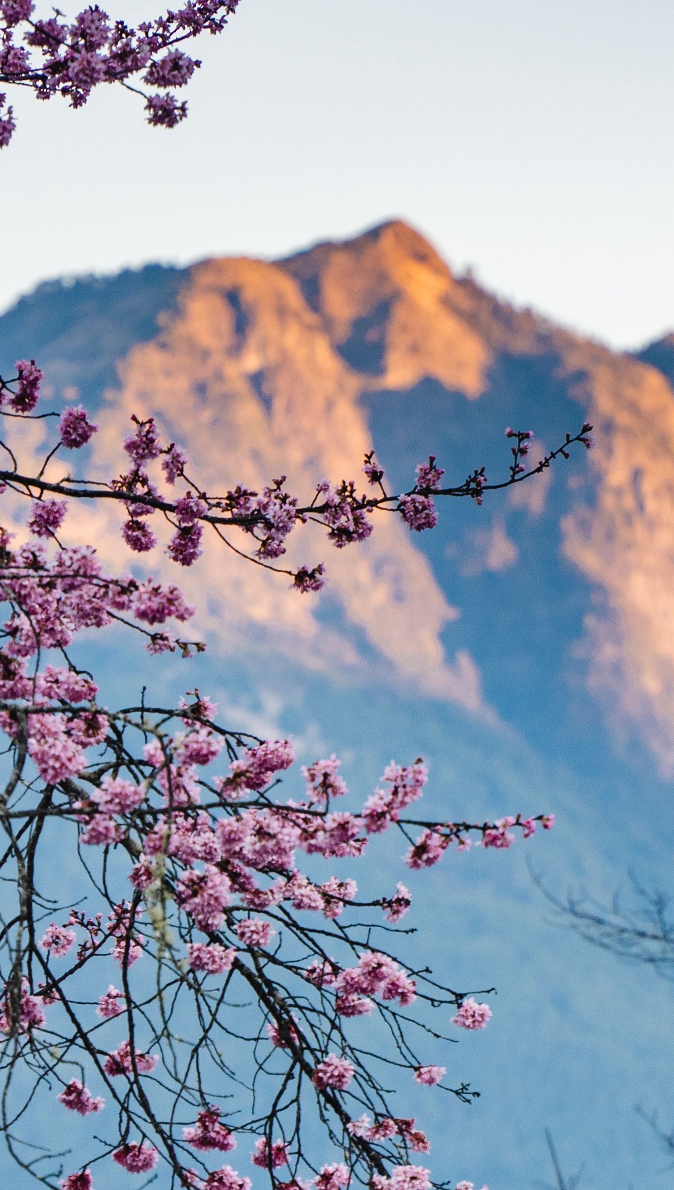 Flores con montaña de fondo