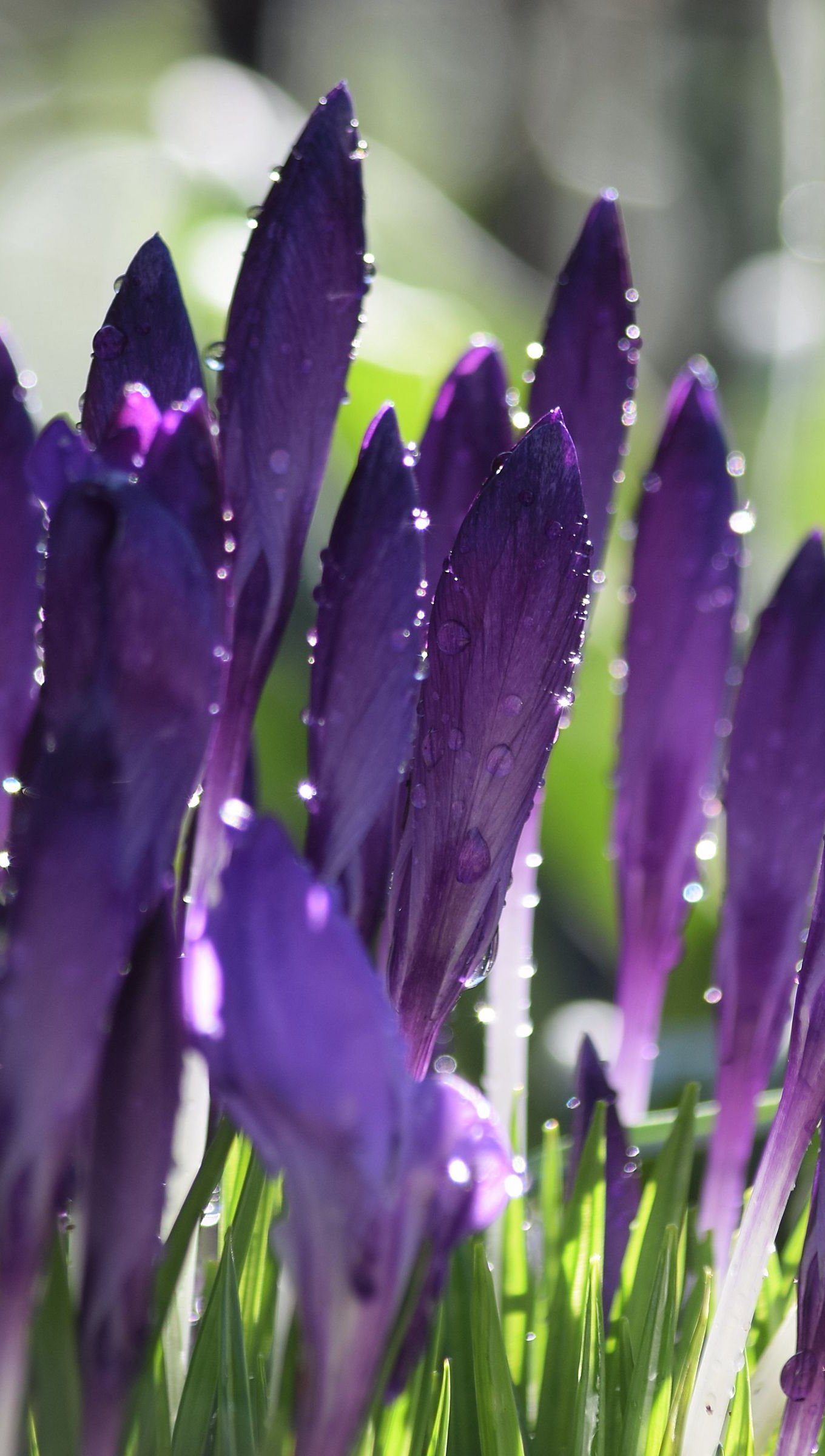 Flores crocus