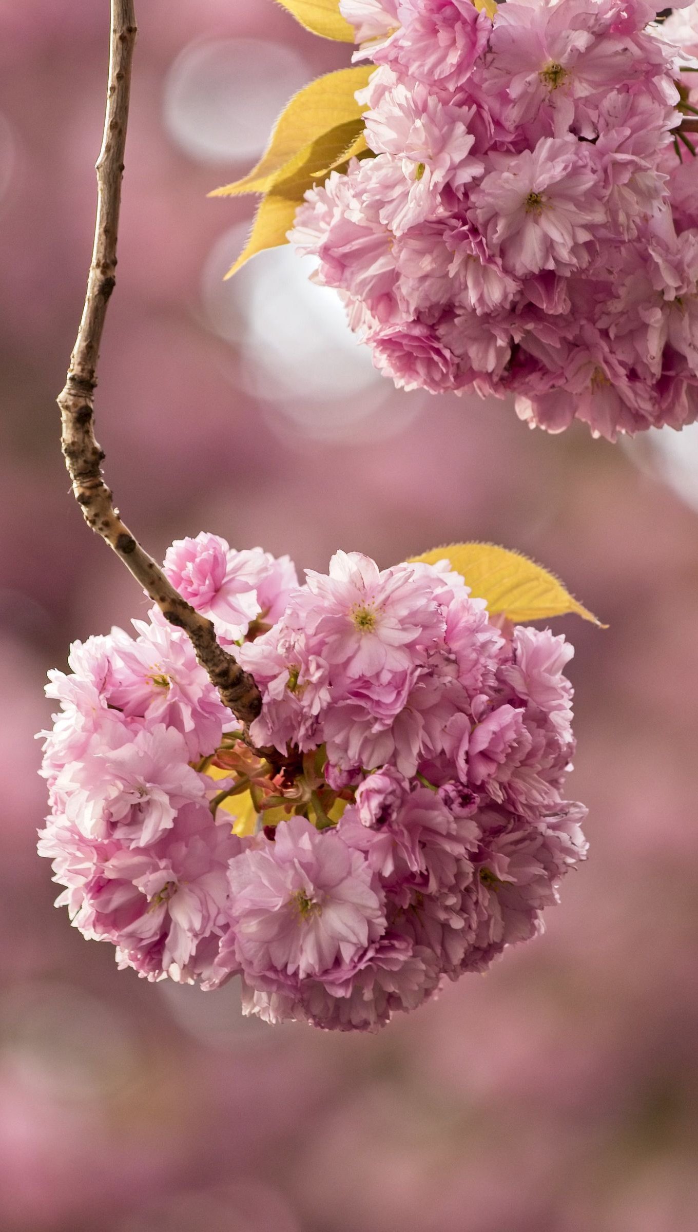 Flores de cerezo