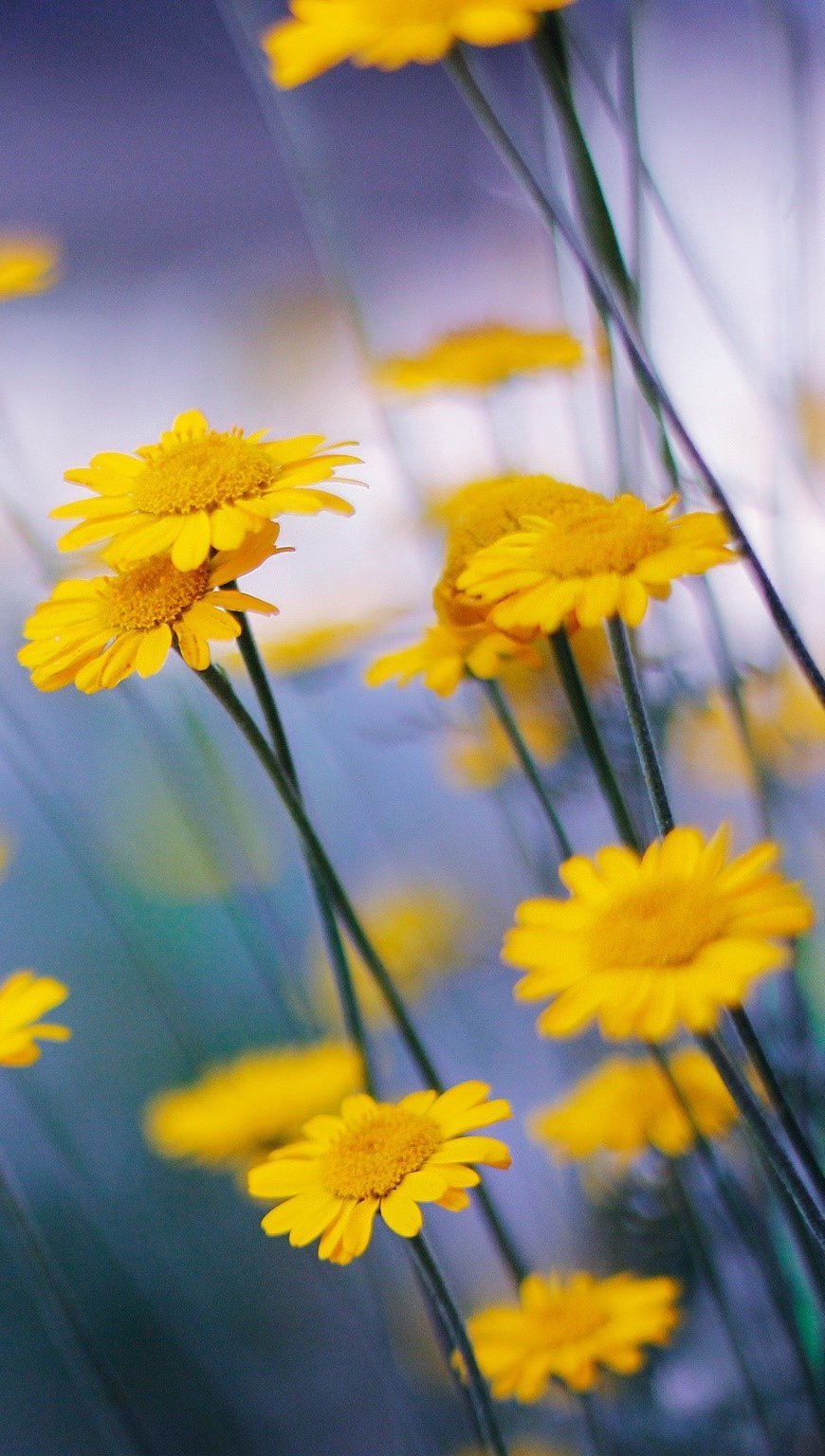 Flores de manzanilla