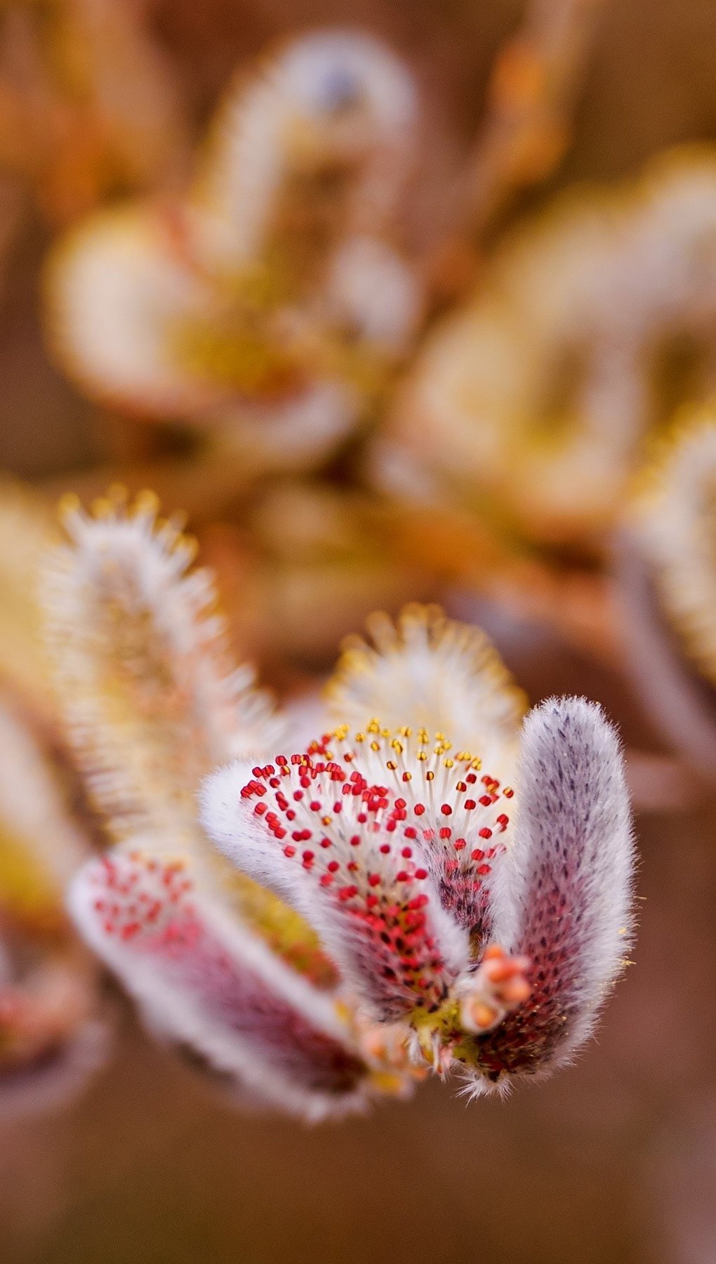 Flores de primavera