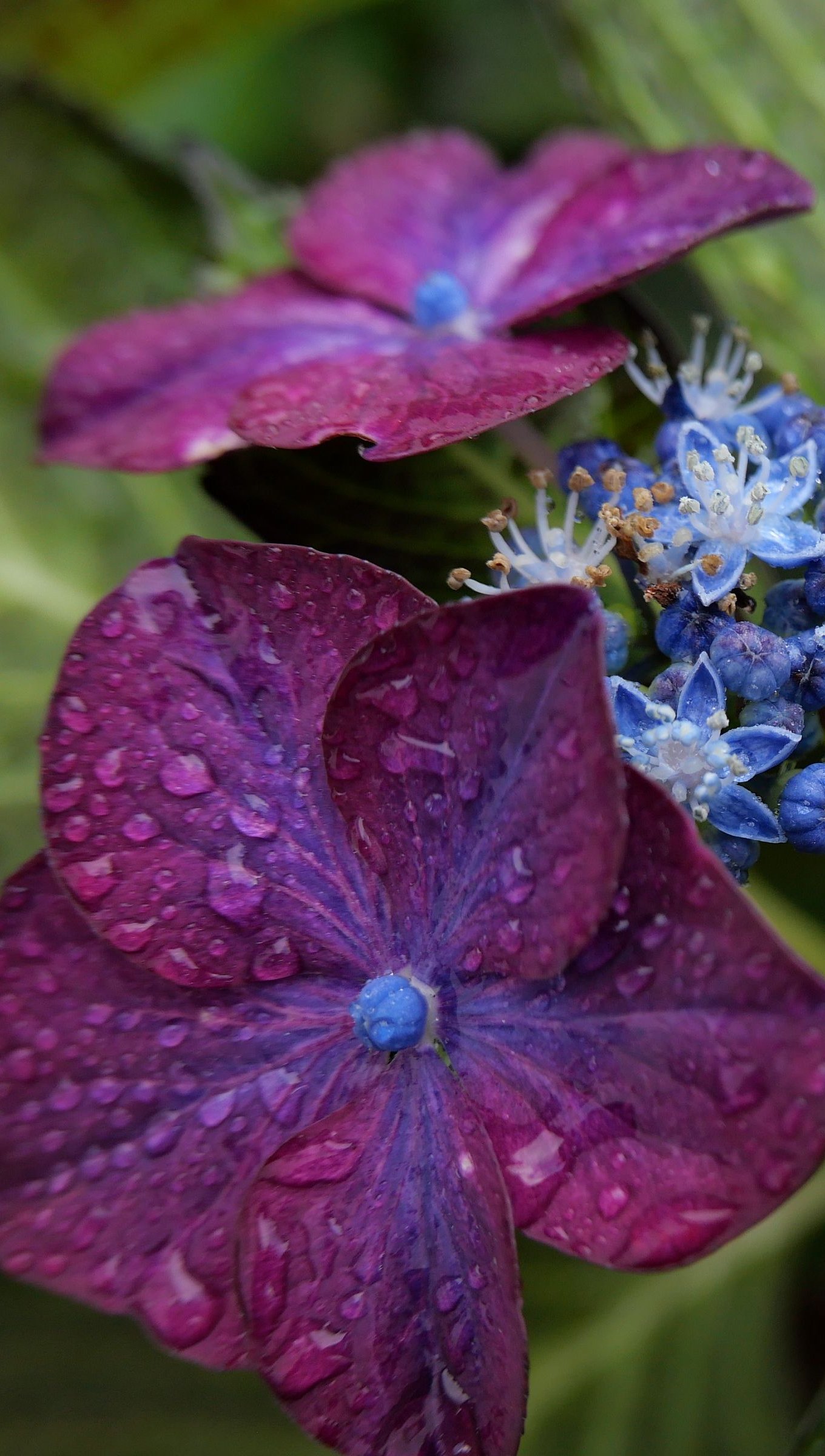 Flores moradas con gotas de agua