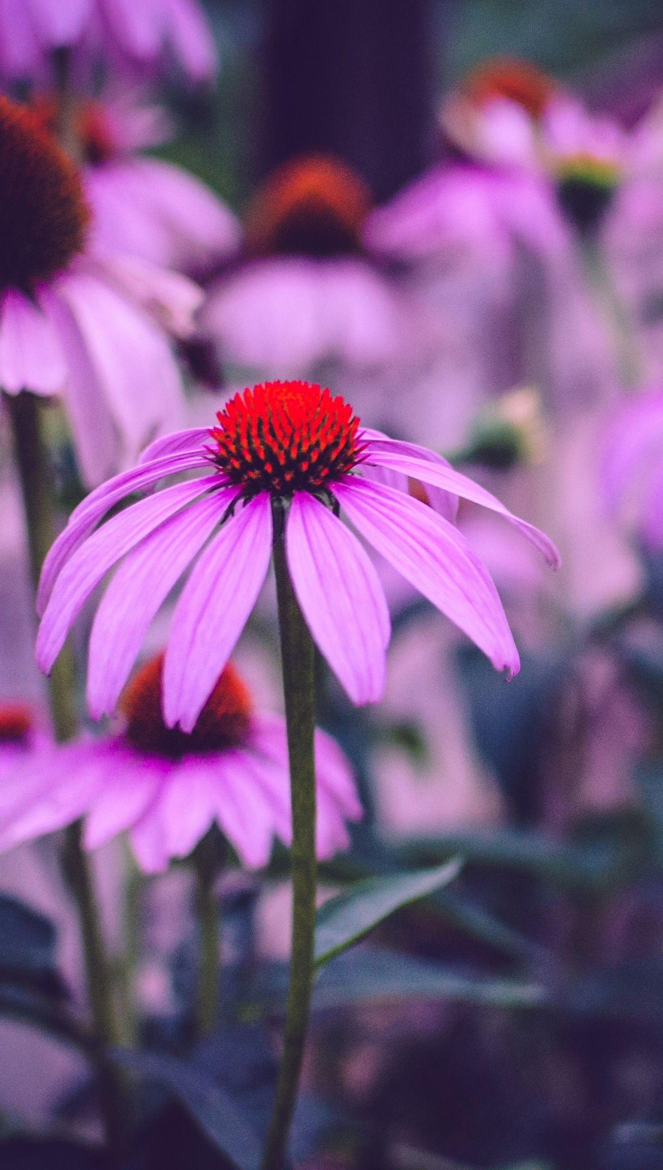 Flores moradas