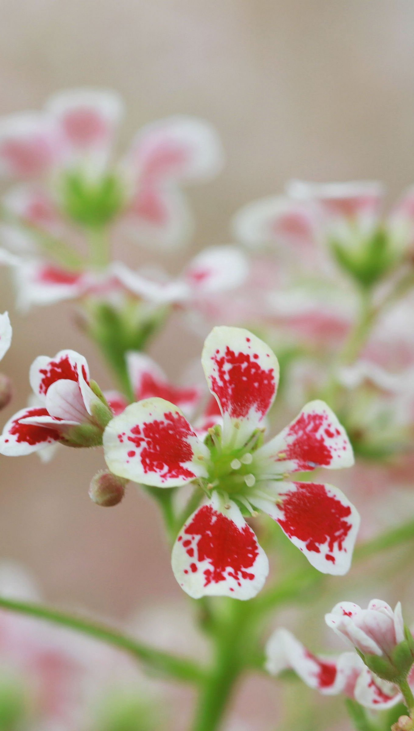 Flores rojas con blanco