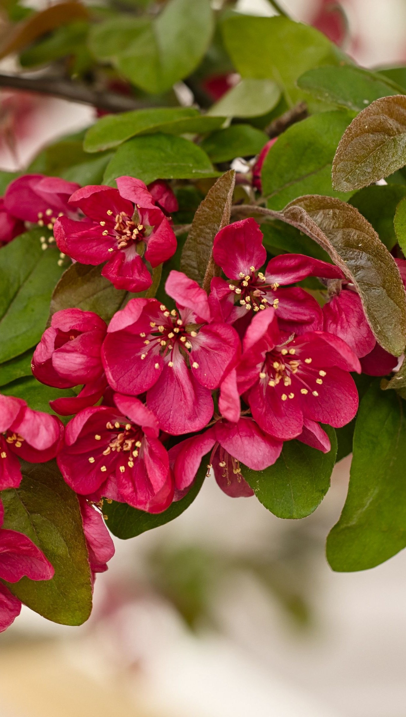 Flores rojas de manzano