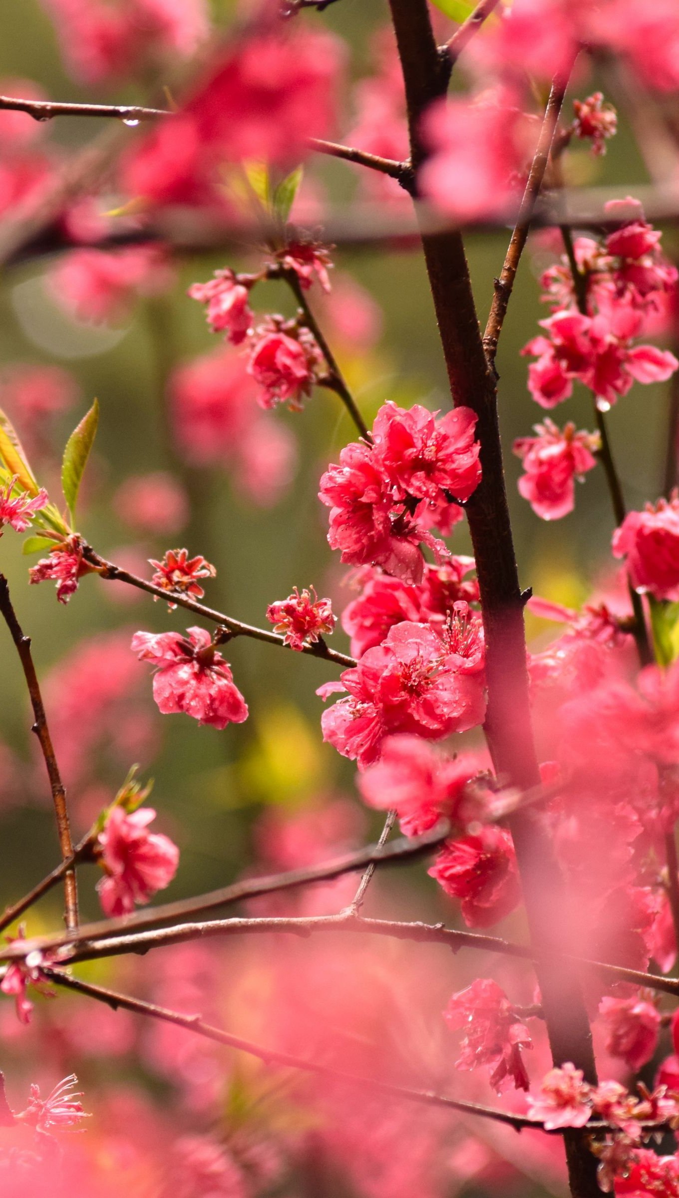 Flores rojas en ramas