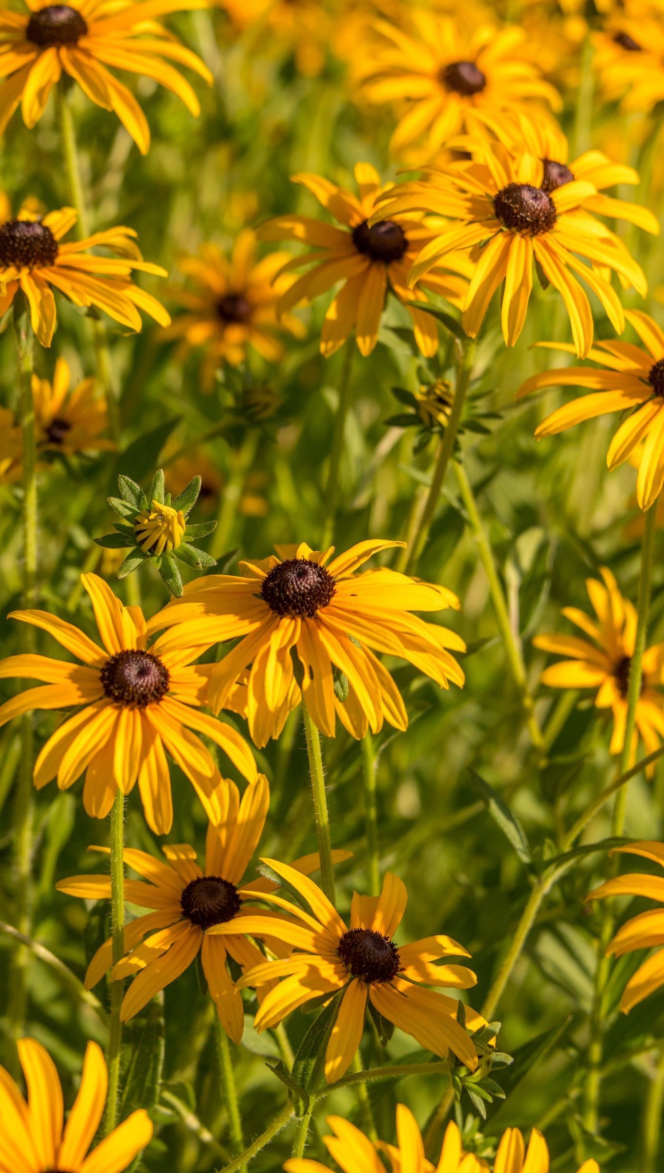 Flores rudbeckia