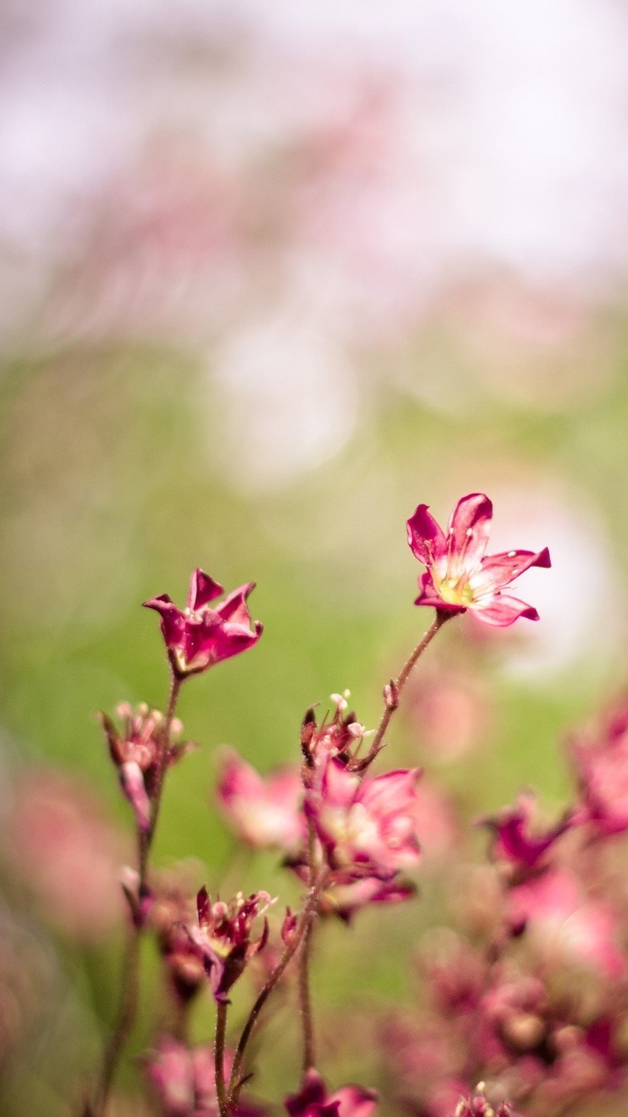 Flores y viento