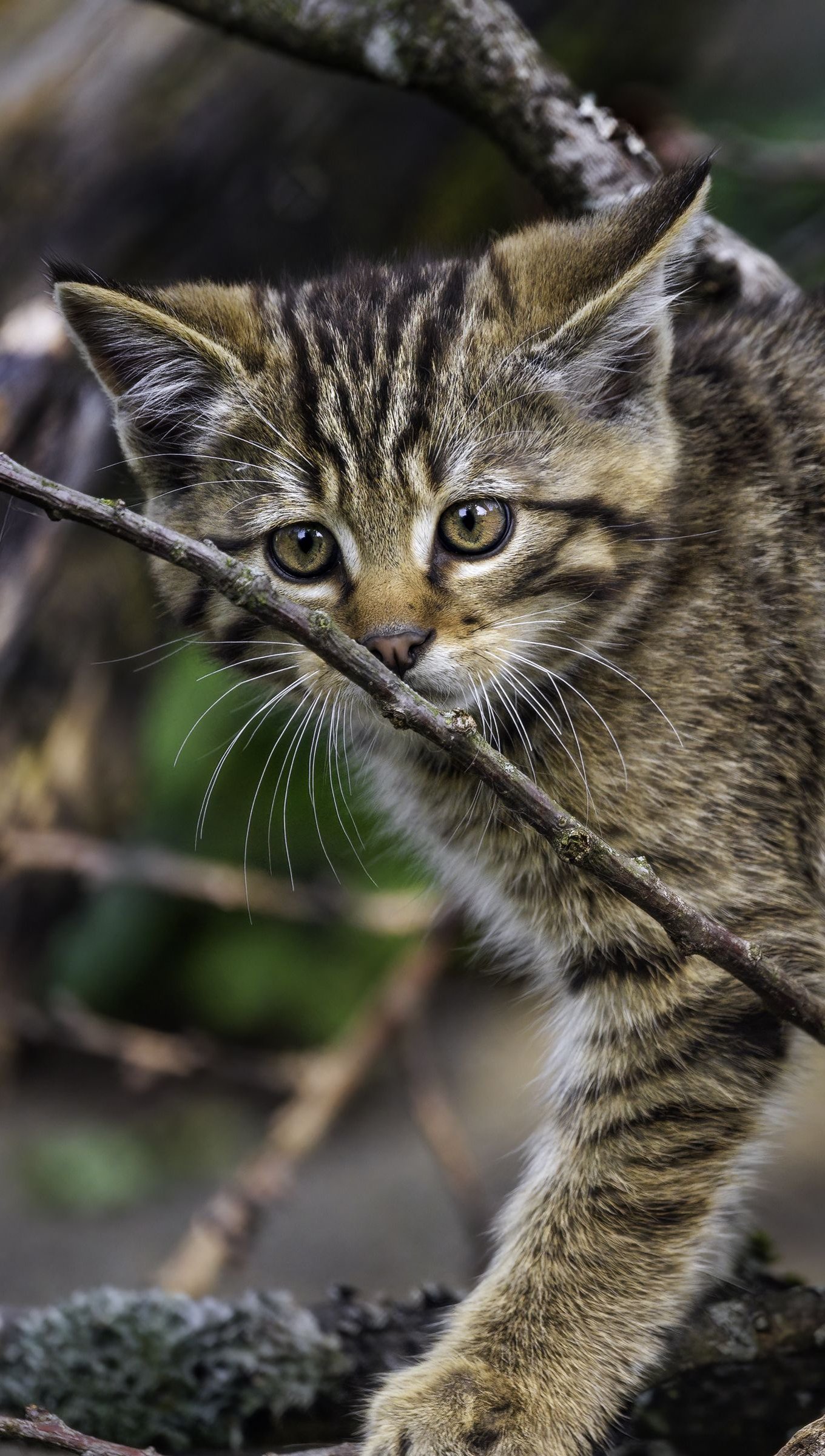 Gatito en arbol