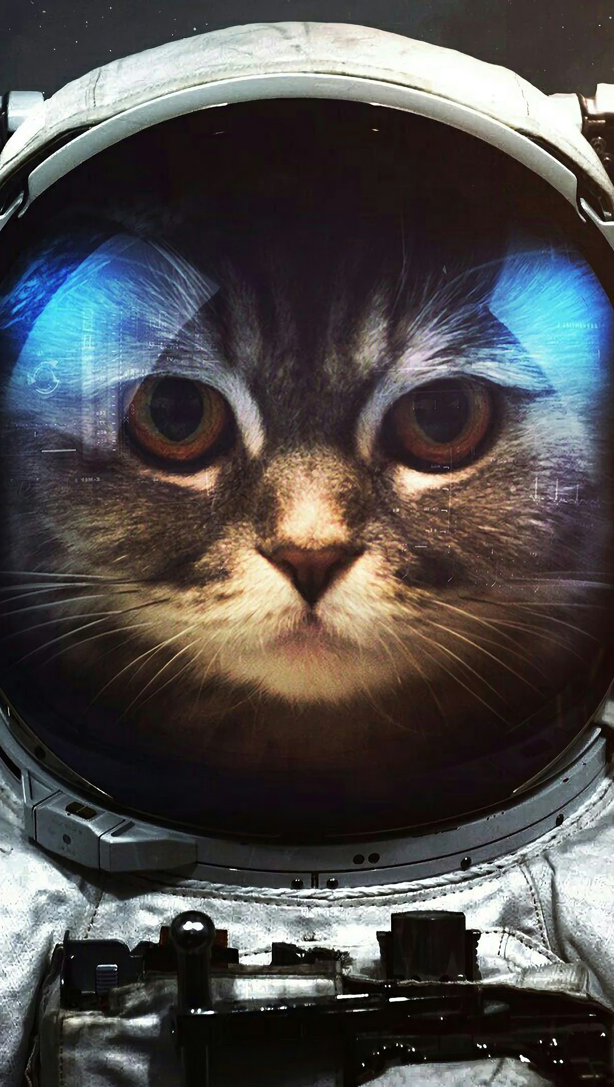 Gato astronauta