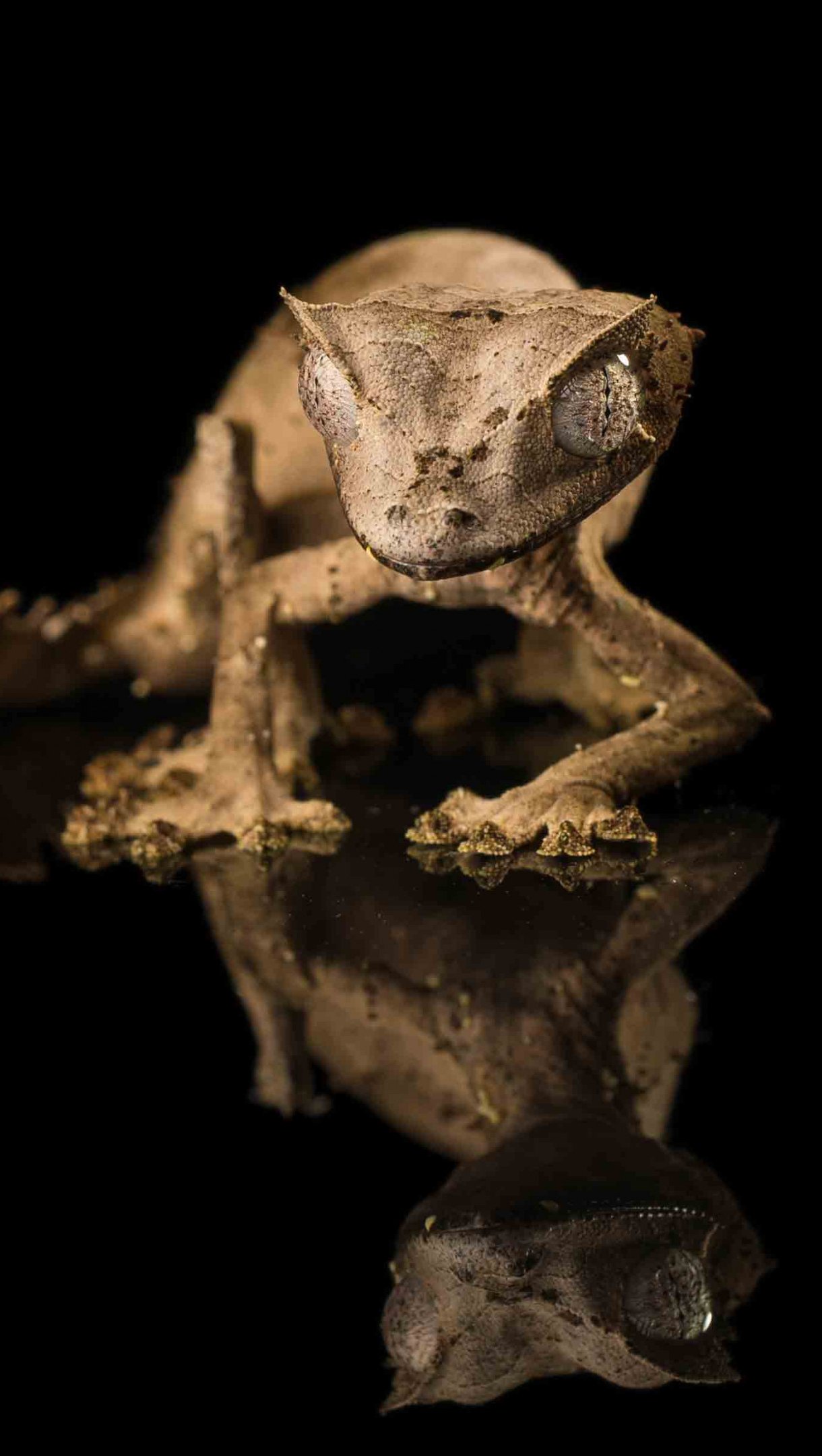 Gecko cola de hoja satánico