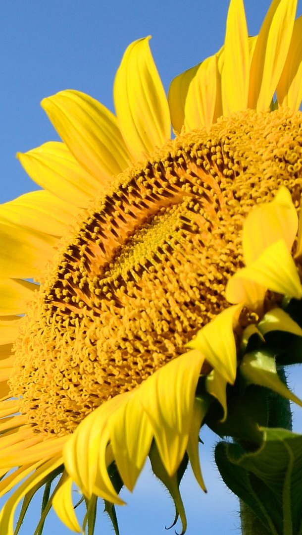 Girasol con cielo de fondo