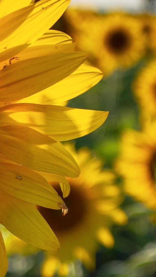 Girasol en campo