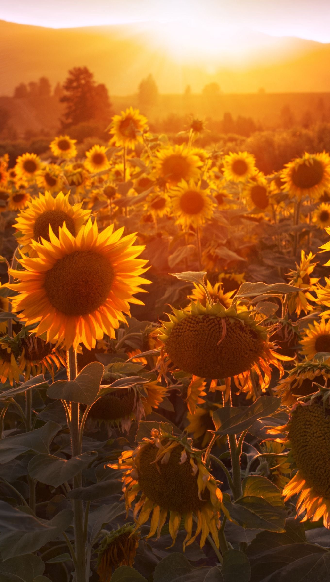 Girasoles al atardecer