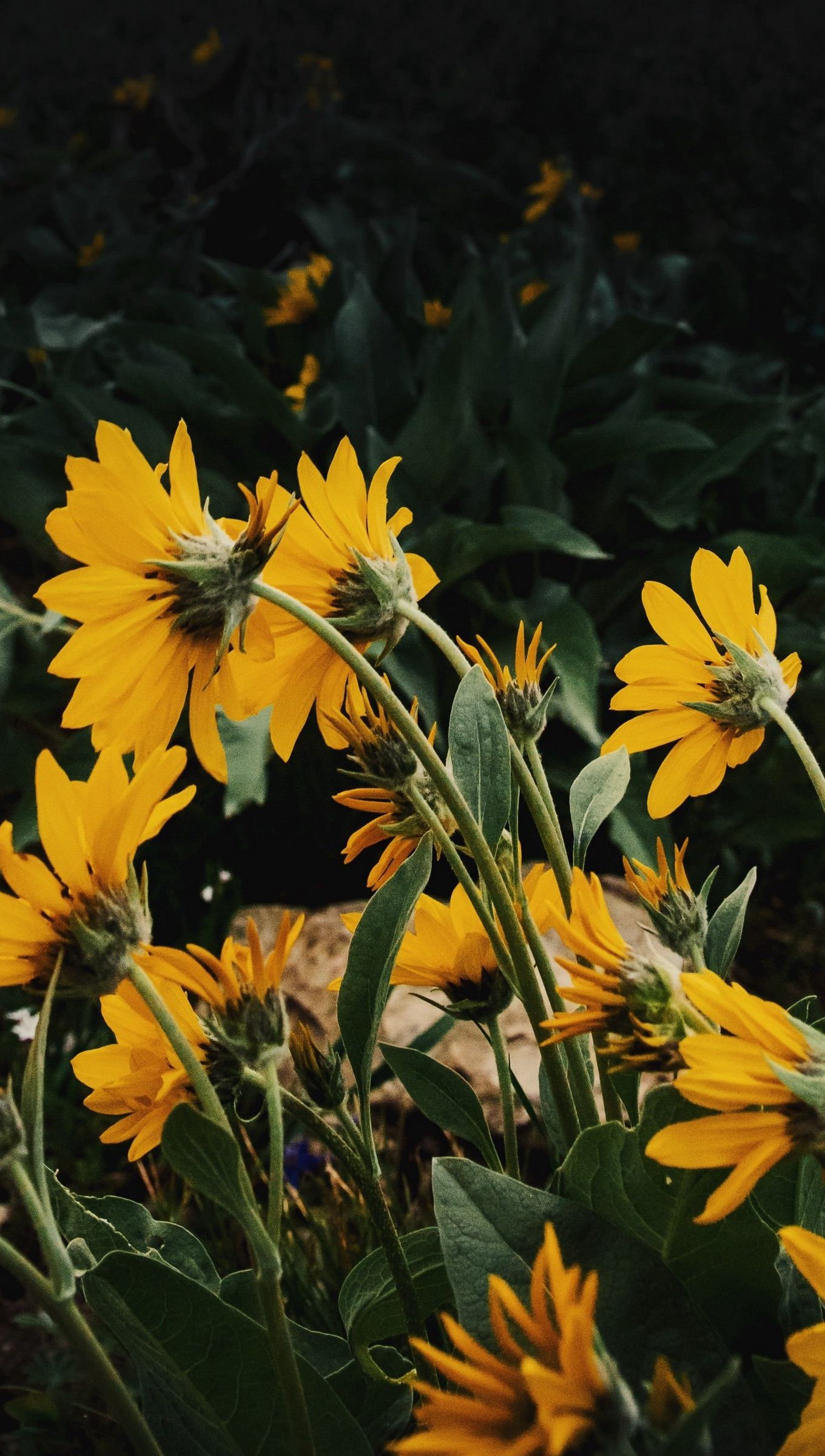 Girasoles inclinados